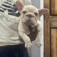 Sunny, a male French Bulldog for sale in Middletown, CT – Photo 6 of 8