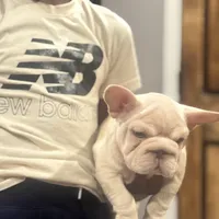 Sunny, a male French Bulldog for sale in Middletown, CT – Photo 4 of 8