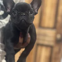 Erykah , a female French Bulldog for sale in Middletown, CT – Photo 1 of 4