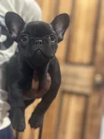 Erykah , a female French Bulldog for sale in Hartford, CT – Photo 1 of 2