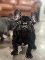 Erykah , a female French Bulldog for sale in Middletown, CT – Photo 3 of 4