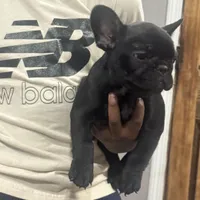 Erykah , a female French Bulldog for sale in Middletown, CT – Photo 2 of 4