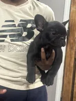 Erykah , a female French Bulldog for sale in Hartford, CT – Photo 2 of 2
