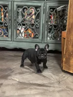 Erykah , a female French Bulldog for sale in Middletown, CT – Photo 4 of 4