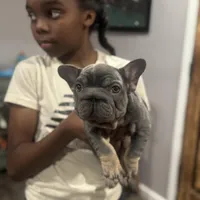 Pluto, a male French Bulldog for sale in Middletown, CT – Photo 1 of 2