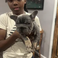 Pluto, a male French Bulldog for sale in Middletown, CT – Photo 2 of 2