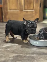 Brandi, a female French Bulldog for sale in Middletown, CT – Photo 5 of 6