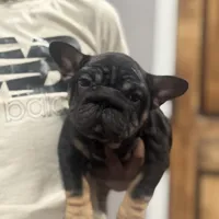 Brandi, a female French Bulldog for sale in Middletown, CT – Photo 2 of 6