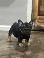 Brandi, a female French Bulldog for sale in Middletown, CT – Photo 1 of 6