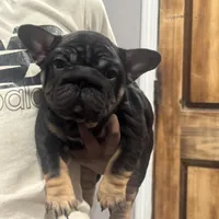 Brandi, a female French Bulldog for sale in Middletown, CT – Photo 3 of 6