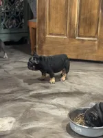 Brandi, a female French Bulldog for sale in Middletown, CT – Photo 6 of 6