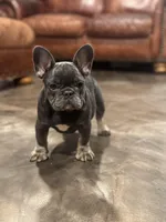 Lily, a female French Bulldog for sale in Middletown, CT – Photo 1 of 4