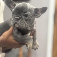 Lily, a female French Bulldog for sale in Middletown, CT – Photo 3 of 4