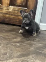 Lily, a female French Bulldog for sale in Middletown, CT – Photo 2 of 4