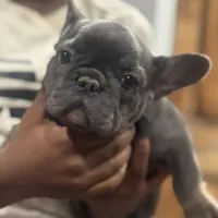 Lily, a female French Bulldog for sale in Middletown, CT – Photo 4 of 4