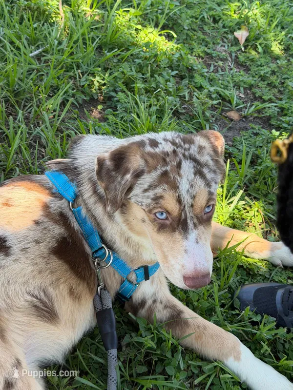 Samora – Australian Cattle Dog, Siberian Husky puppy for sale in Kissimmee, FL