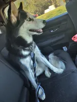 Viper, a male Siberian Husky for sale in Kissimmee, FL – 4 of 10