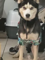 Viper, a male Siberian Husky for sale in Kissimmee, FL – 2 of 10
