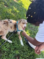 Samora, a female Australian Cattle Dog and Siberian Husky for sale in Kissimmee, FL – 3 of 6