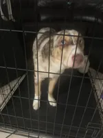 Samora, a female Australian Cattle Dog and Siberian Husky for sale in Kissimmee, FL – 5 of 6