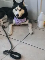 Viper, a male Siberian Husky for sale in Kissimmee, FL – 8 of 10