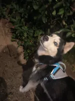 Viper, a male Siberian Husky for sale in Kissimmee, FL – 6 of 10