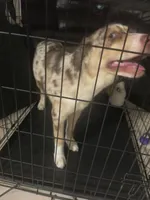 Samora, a female Australian Cattle Dog and Siberian Husky for sale in Kissimmee, FL – 6 of 6
