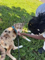 Samora, a female Australian Cattle Dog and Siberian Husky for sale in Kissimmee, FL – 4 of 6