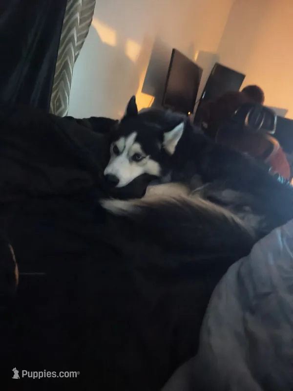 Viper – Siberian Husky puppy for sale in Kissimmee, FL