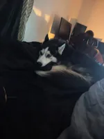 Viper, a male Siberian Husky for sale in Kissimmee, FL – 1 of 10