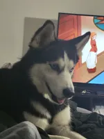 Viper, a male Siberian Husky for sale in Kissimmee, FL – 5 of 10