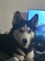 Viper, a male Siberian Husky for sale in Kissimmee, FL – 3 of 10