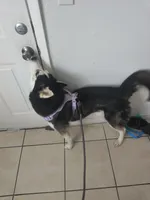 Viper, a male Siberian Husky for sale in Kissimmee, FL – 9 of 10