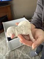 Dino, a male Poodle - Miniature  and Miniature Goldendoodle for sale in Minneapolis, MN – Photo 5 of 5