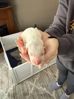 Dino, a male Poodle - Miniature  and Miniature Goldendoodle for sale in Minneapolis, MN – Photo 3 of 5