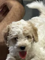 Dino, a male Poodle - Miniature  and Miniature Goldendoodle for sale in Minneapolis, MN – Photo 2 of 5