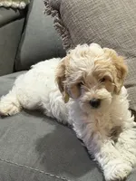 Dino, a male Poodle - Miniature  and Miniature Goldendoodle for sale in Minneapolis, MN – Photo 1 of 5