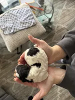 Fred, a male Poodle - Miniature  and Miniature Goldendoodle for sale in Minneapolis, MN – Photo 5 of 6