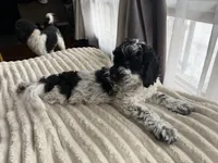 Fred, a male Poodle - Miniature  and Miniature Goldendoodle for sale in Minneapolis, MN – Photo 2 of 6