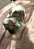 Prince, a male Poodle - Miniature  and Morkie for sale in Augusta, GA – Photo 5 of 5