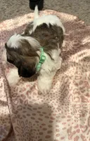 Prince, a male Poodle - Miniature  and Morkie for sale in Augusta, GA – Photo 4 of 5