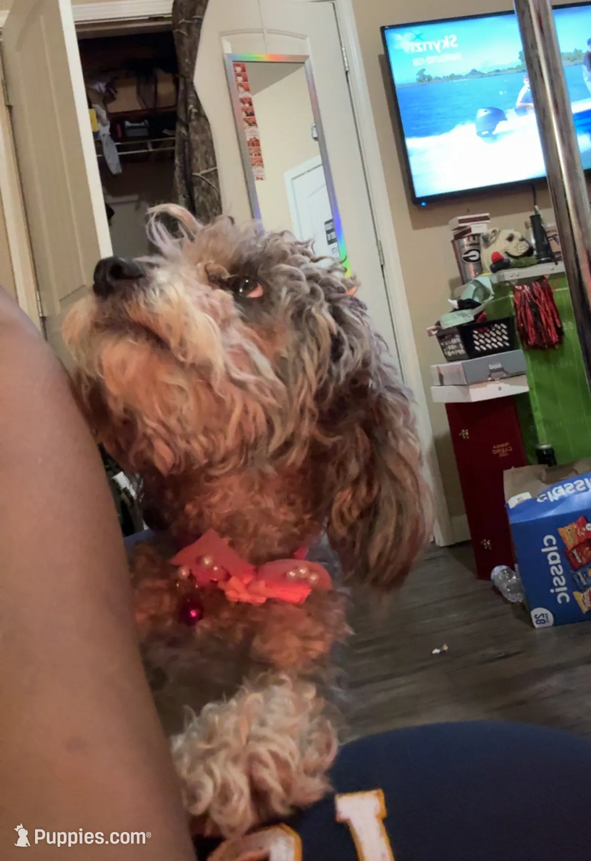 Lady, a female Poodle - Miniature  for sale in Augusta, GA – Photo 5 of 5