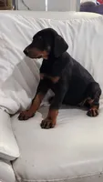 Lucy, a female Doberman Pinscher for sale in Morongo Valley, CA – 4 of 4