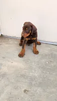 DRAGO, a male Doberman Pinscher for sale in Morongo Valley, CA – 3 of 7