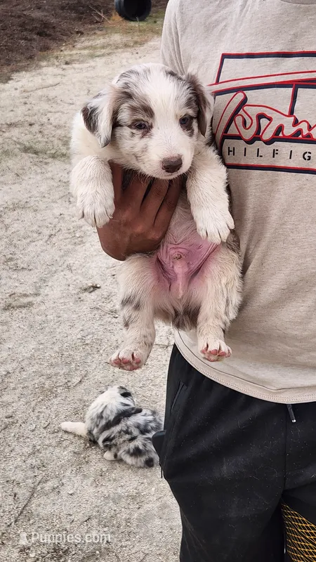 Cinnamon  – Australian Shepherd puppy for sale in Morongo Valley, CA
