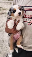 Mary, a female Australian Shepherd for sale in Morongo Valley, CA – 6 of 6