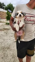 Mary, a female Australian Shepherd for sale in Morongo Valley, CA – 5 of 6