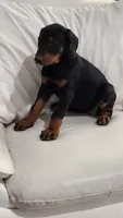 Lucy, a female Doberman Pinscher for sale in Morongo Valley, CA – 2 of 4