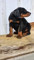 DRAGO, a male Doberman Pinscher for sale in Morongo Valley, CA – Photo 5 of 5