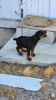 DRAGO, a male Doberman Pinscher for sale in Morongo Valley, CA – Photo 8 of 8